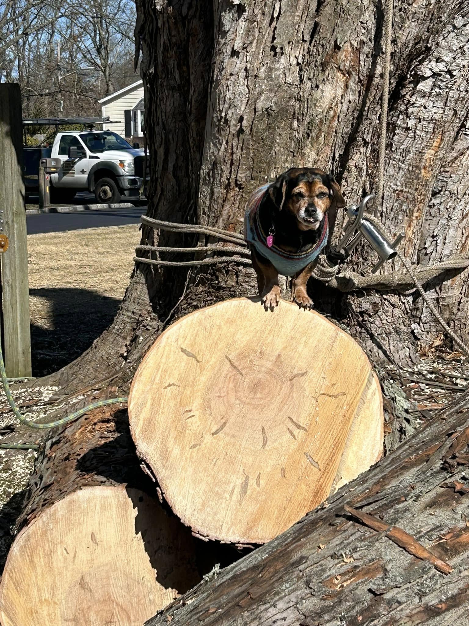 Stainless steel Port-A-Wrap friction rigging device strapped to oak trunk with Capri inspecting