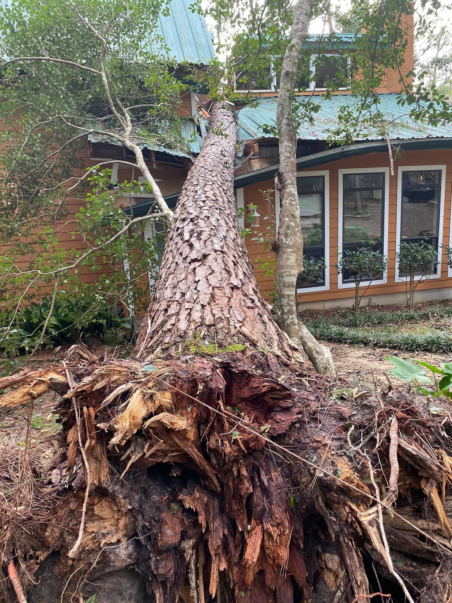 Uprooted storm pine root ball and trunk resting on roof