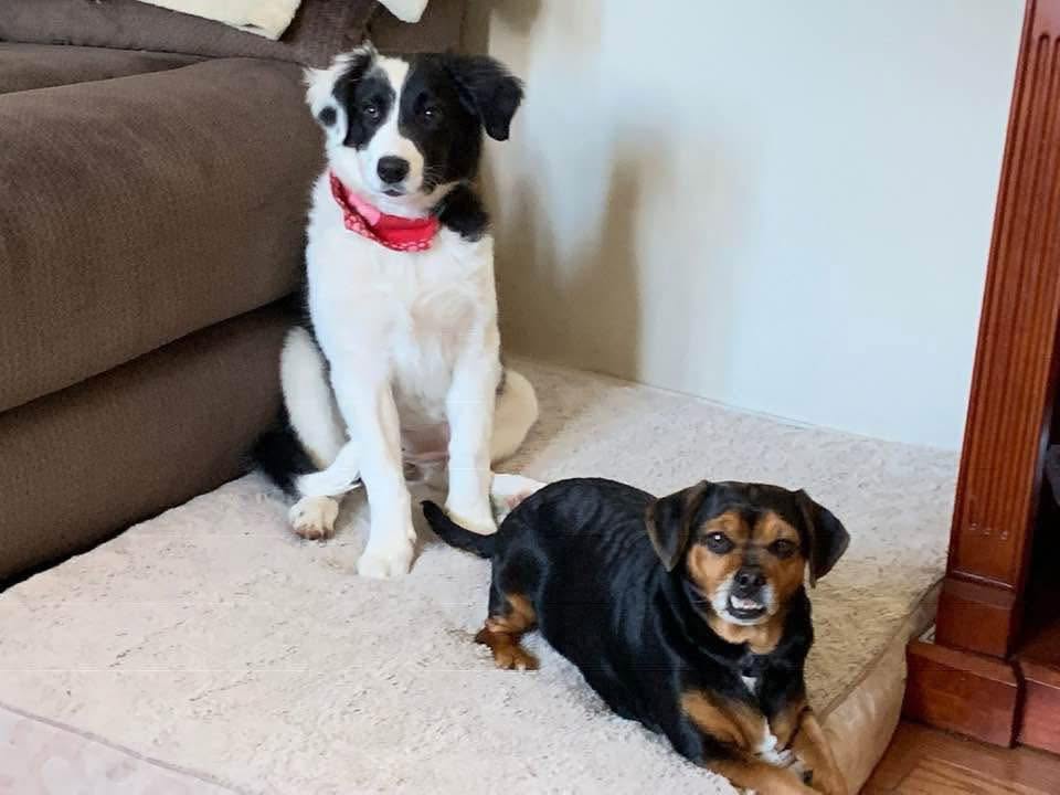 Willow and Capri relaxing together at home after a day on the job site